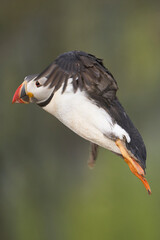 Puffin (Fratercula arctica) landing the coast of Skomer Island off the coast of Pembrokeshire in Wales, United Kingdom