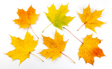 Naklejka na ściany i meble Set of beautiful colorful autumn leaves isolated on white