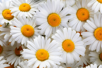 Obraz premium field daisies for decoration and aromatic medicine