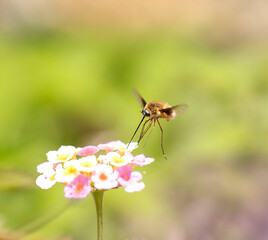 Bee Fly on a flower