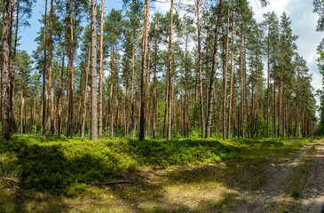 Las sosnowy bór