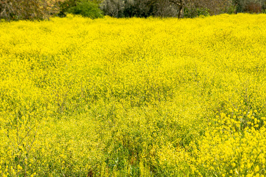 field nature spring yellow flower , Many yellow flowers in a green grass