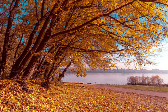 Autumn landscape beautiful trees with colored leaf over the lake, glowing in sunlight. wonderful picturesque scenery. color in nature. gorgeous, amazing scene. creative image. artistic picture