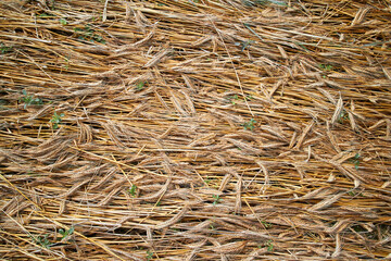 straw on the field, no-till concept