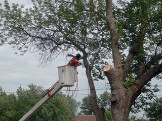 Un ouvrier taille un arbre avec une tronçonneuse dans le village - 623449933