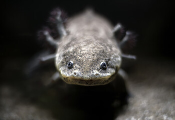 Ambystoma mexicanum axolote underwater . Selective focus, blurred background