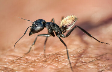 macro of an african soldier termite