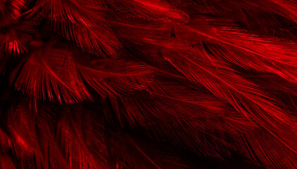 red feathers with an interesting pattern. background © Krzysztof Bubel