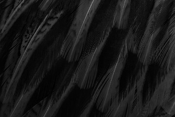 black feathers with an interesting pattern. background