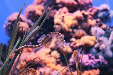 Caballito de mar del aquarium © Almudena