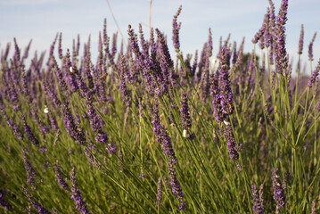 Lavender flowers close up. Daylight, selective sharpness