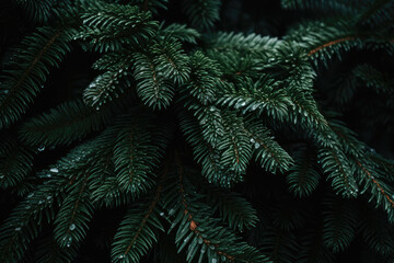 Close-up of pine tree leaves in the forest