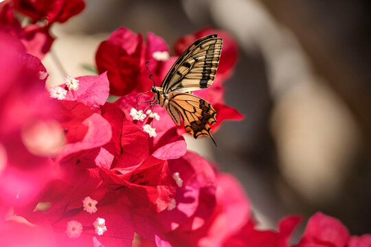 Butterfly on flower