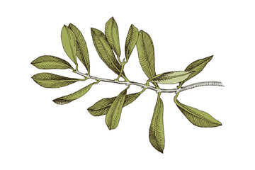 Olive branch with on white background