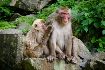 Japanese monkeys sitting on a rock