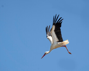 Stork in flight