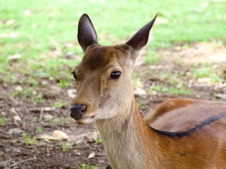 Deer in Japan