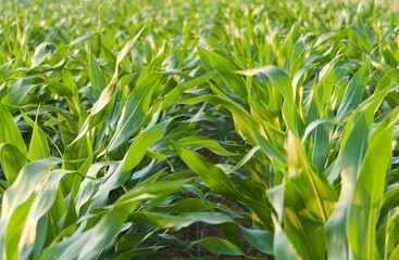 corn field, pole kukurydzy