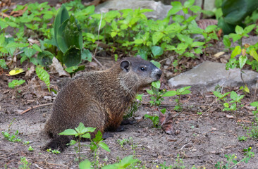 Baby groundhog in the summer meadow in Canada