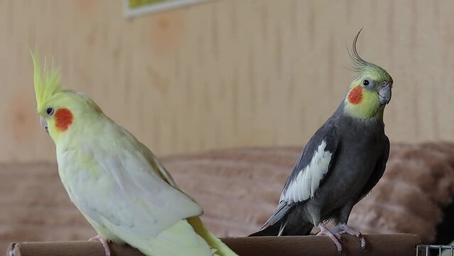 Cute birds are sitting.Pair of parrots.Corella parrots.Pets birds.Interesting pets.Caring for pets.Two parrots.Smart bird.Bird with a crest.Cute animal.Funny bird.Parrot looks.Cockatiel.Cute cockatiel