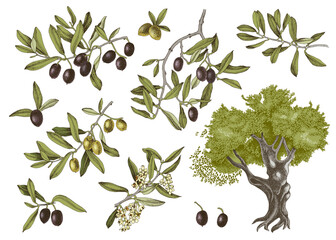 Vector olive set isolated on white