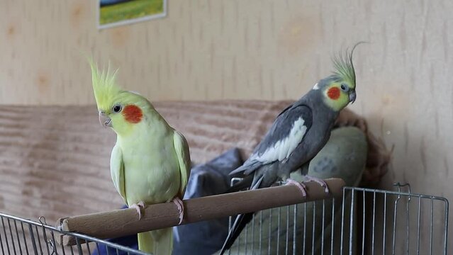 Cute birds are sitting.Pair of parrots.Corella parrots.Pets birds.Interesting pets.Caring for pets.Two parrots.Smart bird.Bird with a crest.Cute animal.Funny bird.Parrot looks.Cockatiel.Cute cockatiel