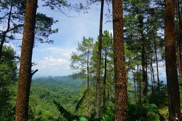 Indonesian Pine Tree Scenery on Sunny Day