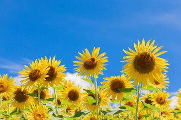 ひまわりと青空。夏のコンセプト写真。
