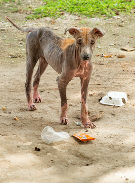 Stray dog with accute mange skin infection,Moalabol,Cebu,Philippines.