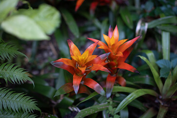 Giardini La Mortella - Ischia | Guzmania