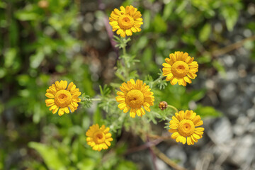 Yellow blossoms of the golden marguerite (Cota tinctoria).