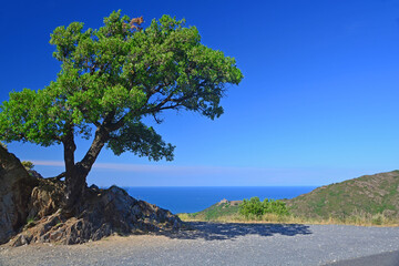 Oak Tree and the Sea