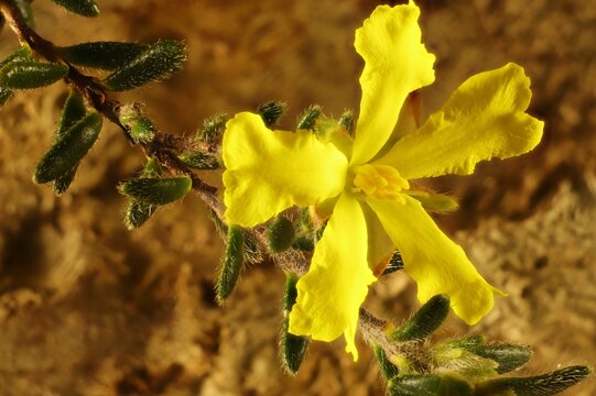 Close-up of isolated Spreading Guinea-Flower (Hibbertia procumbens) stem with flower and foliage