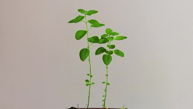 Sacred Tulsi Tree with white background from Unique Perspectives