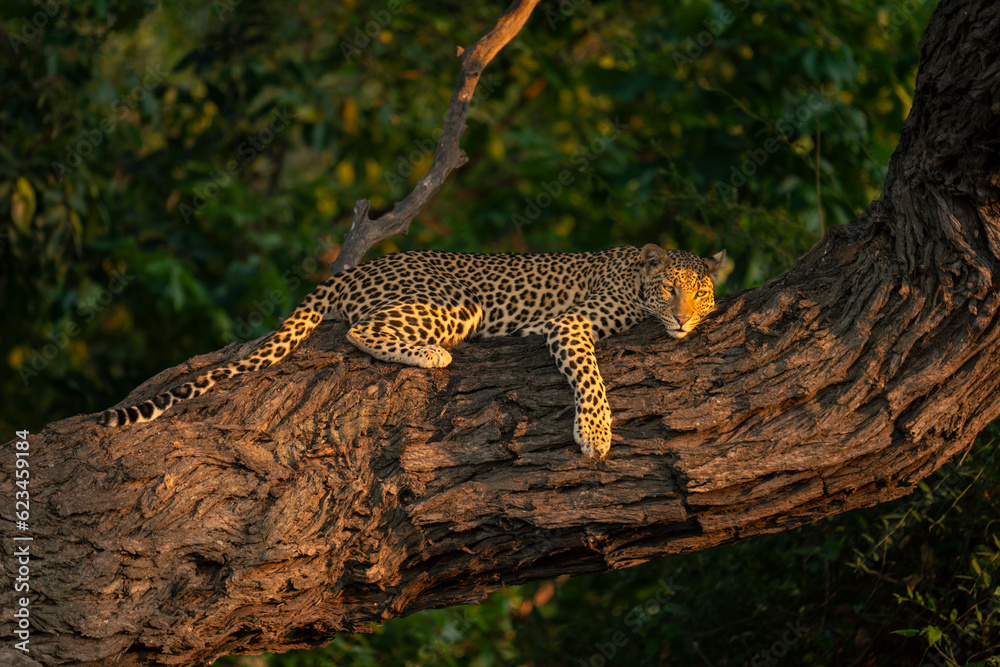 Wall mural Close-up of leopard lying on sunlit trunk