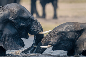 Close-up of African elephants playing in water
