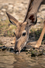 Close-up of female greater kudu sipping water