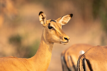 Close-up of female common impala in harem