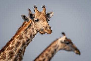 Close-up of female southern giraffe with others