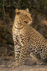 Close-up of female leopard sitting by bush