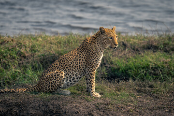 Close-up of female leopard sitting by river