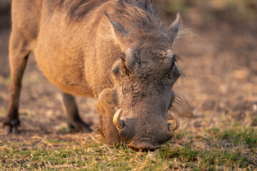 Close-up of female common warthog kneeling grazing
