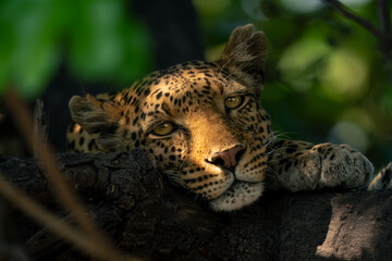Close-up of leopard lying head on branch