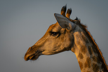 Fototapeta na wymiar Close-up of female southern giraffe looking left