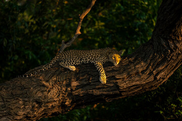 Fototapeta na wymiar Close-up of leopard looking down from trunk