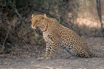 Fototapeta na wymiar Close-up of leopard crouching on sandy ground