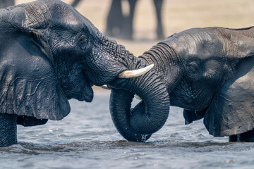 Close-up of African elephants wrestling in water