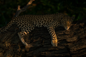 Close-up of leopard lying staring on branch