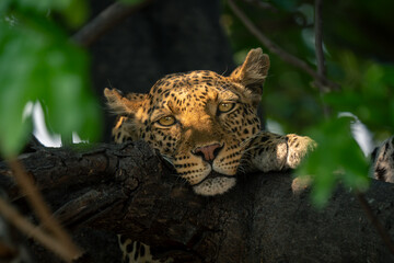 Close-up of leopard laying head on branch