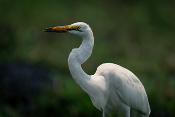 Close-up of great egret with open beak